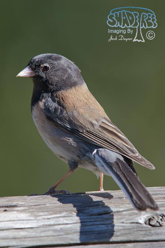 Dark-Eyed Junco - Junco hyemalis