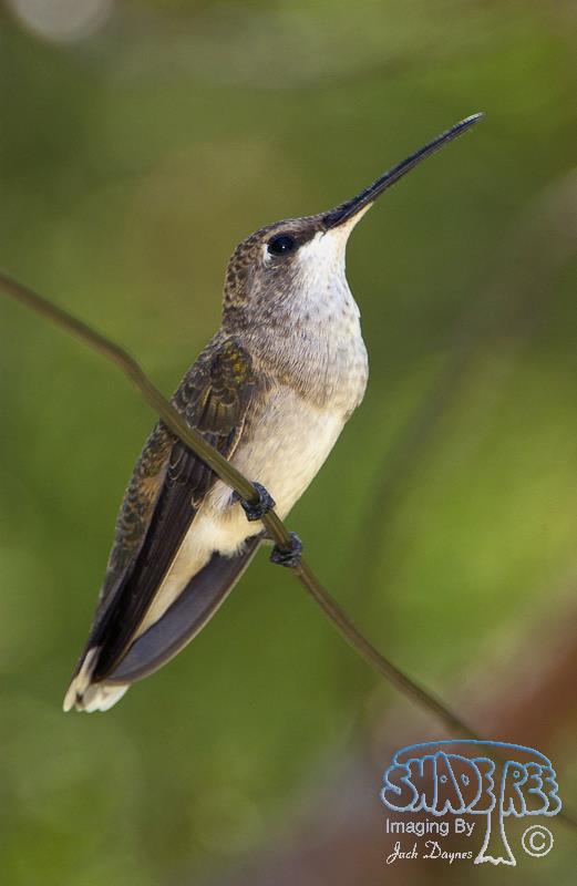 Black-chinned Hummingbird - Archilochus alexandri