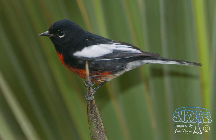 Painted Redstart - Myioborus pictus