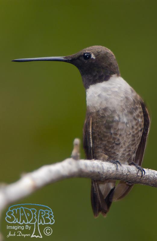 Black-Chinned Hummingbird - Archilochus alexandri