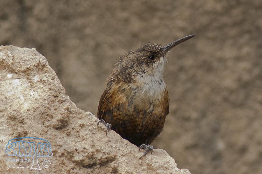 Canyon Wren - Catherpes mexicanus