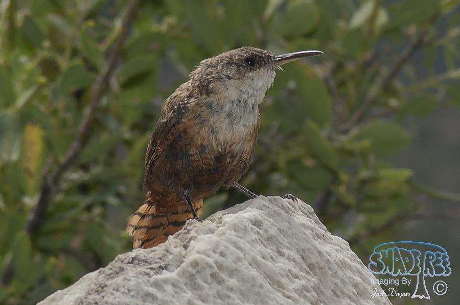 Canyon Wren - Catherpes mexicanus