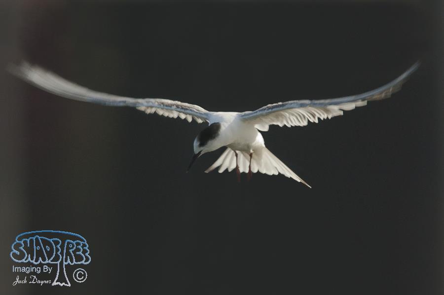 Common Tern - Sterna hirundo