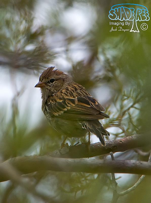 Rufous-winged Sparrow - Peucaea carpalis
