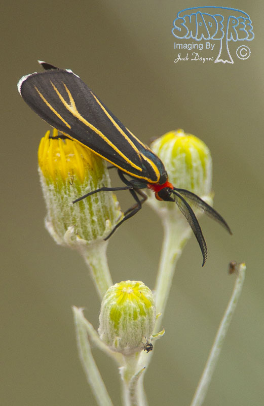 Ctenucha Moth - Ctenucha venosa