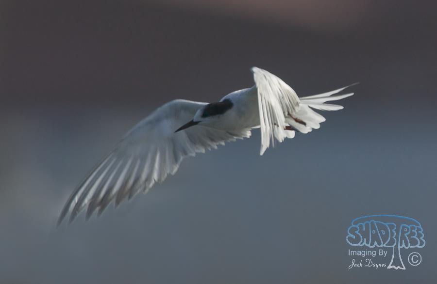 Common Tern - Sterna hirundo