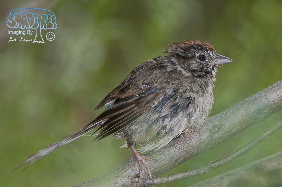 Rufous-winged Sparrow - Peucaea carpalis