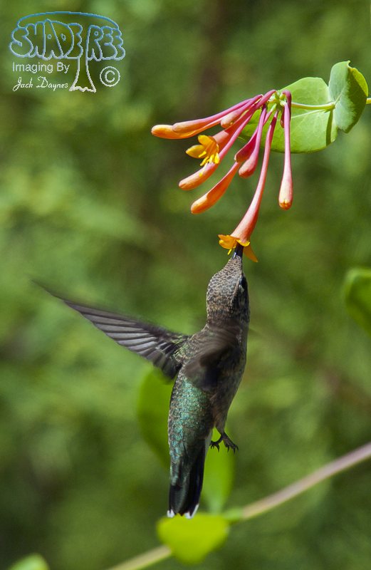 Black-Chinned Hummingbird - Archilochus alexandri