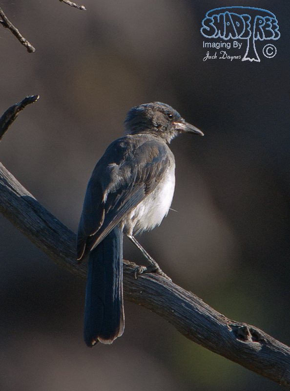 Pinyon Jay - Gymnorhinus cyanocephalus