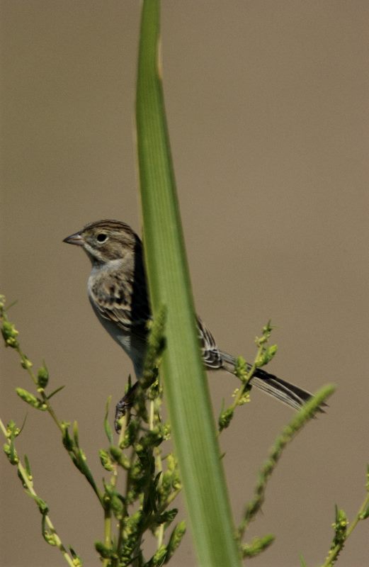 Lark Bunting - Calamospiza melanocorys