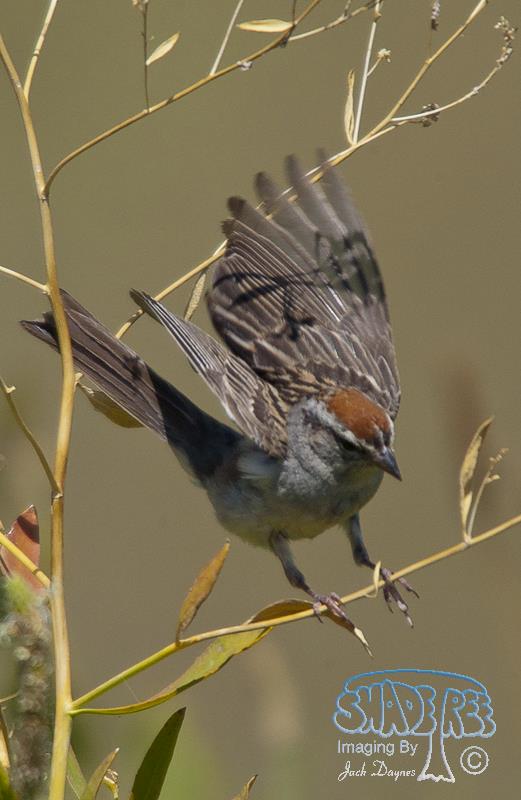 Chipping Sparrow - Spizella passerina