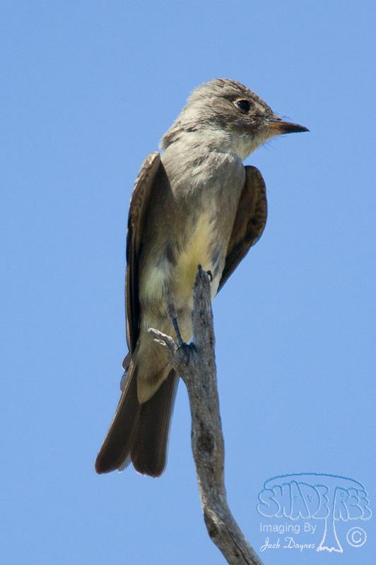 Western Wood-Pewee - Contopus sordidulus
