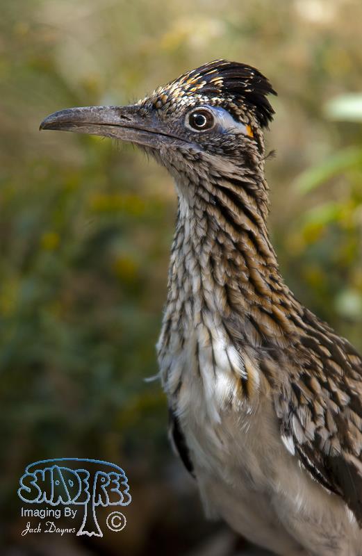 Greater Roadrunner - Geococcyx californianus