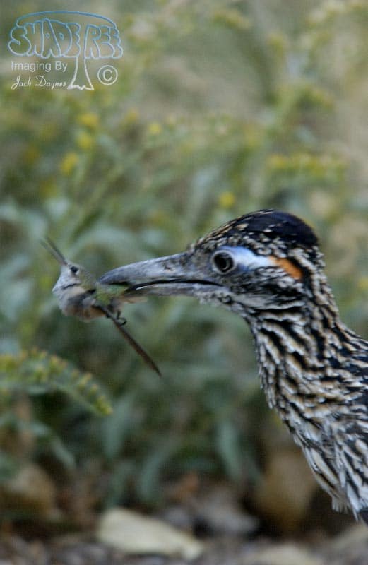 Greater Roadrunner - Geococcyx californianus