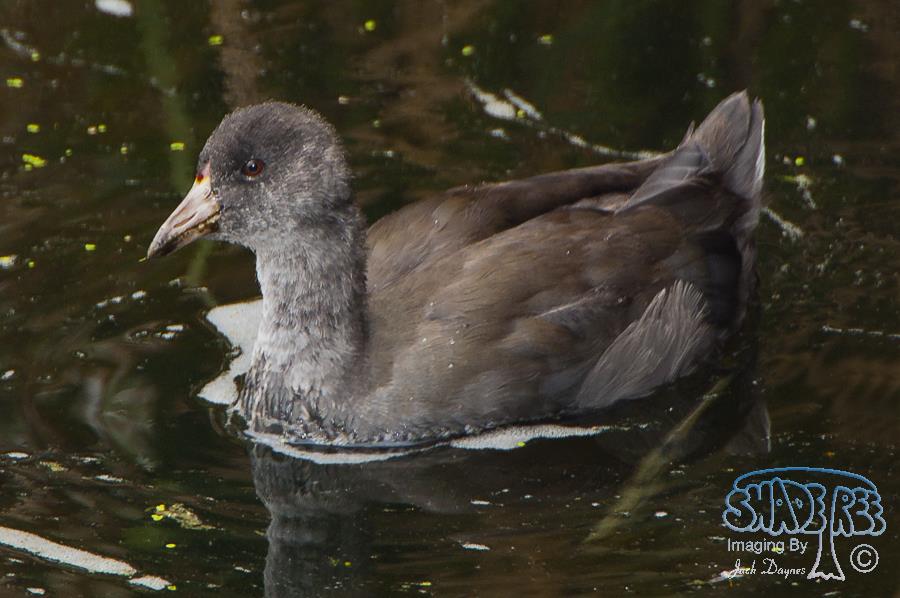 Common Gallinule - Gallinula galeata