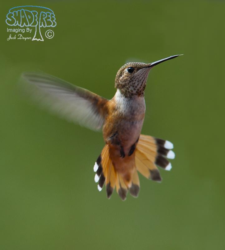 Rufous Hummingbird - Selasphorus rufus