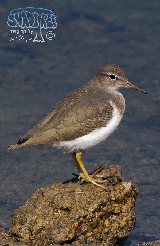 Spotted Sandpiper - Tringa macularia