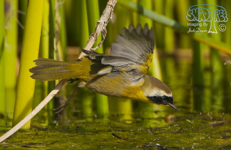 Common Yellowthroat - Geothlypis trichas