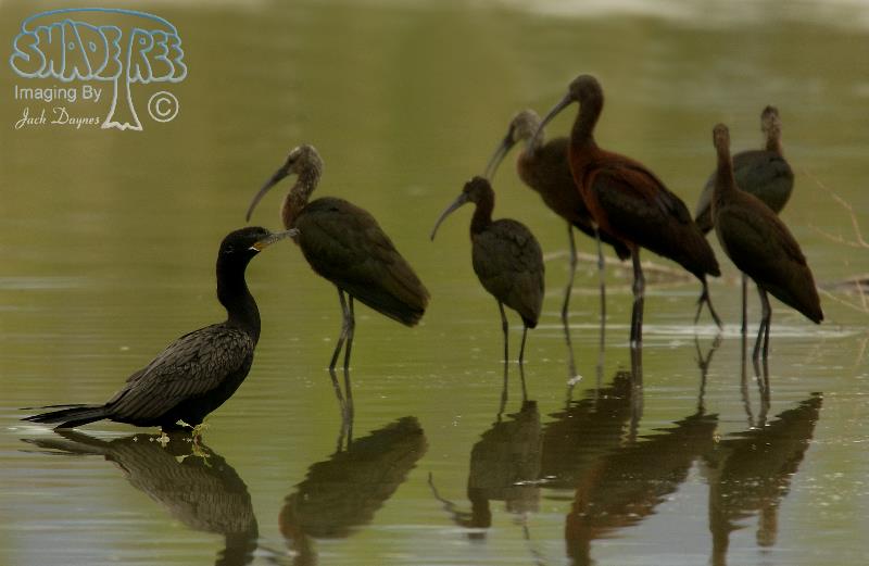 Neotropic Cormorant - Phalacrocorax brasilianus