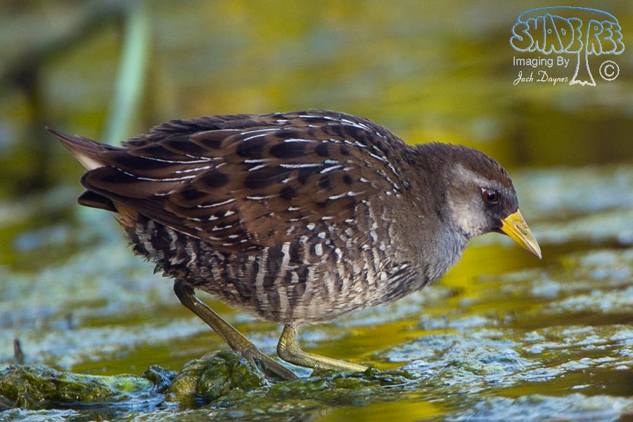 Sora - Porzana carolina