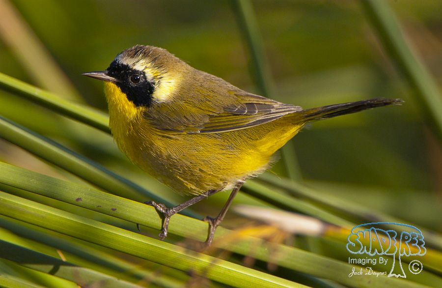 Common Yellowthroat - Geothlypis trichas