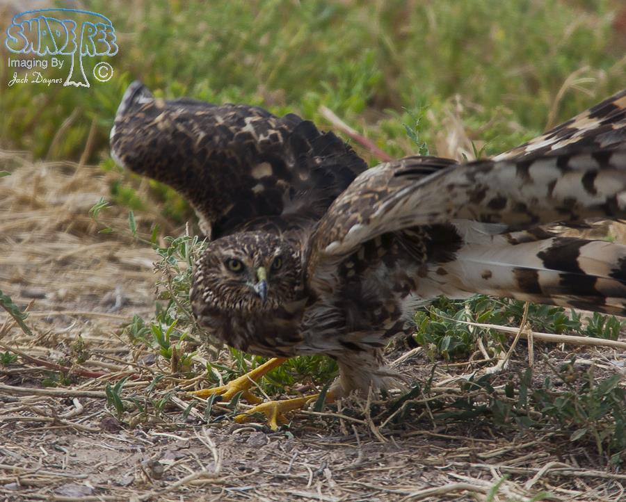 Northern Harrier - Circus cyaneus