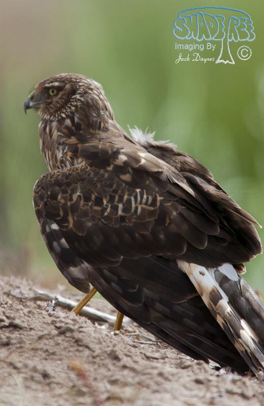 Northern Harrier - Circus cyaneus
