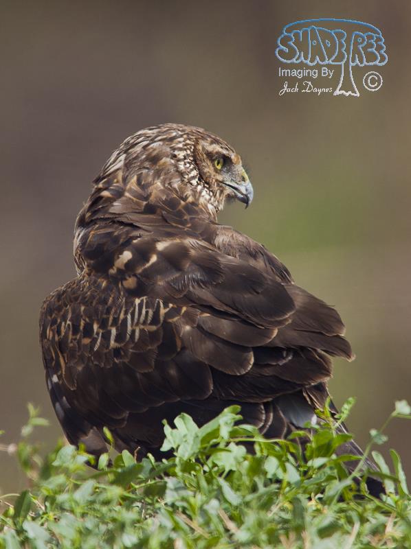 Northern Harrier - Circus cyaneus