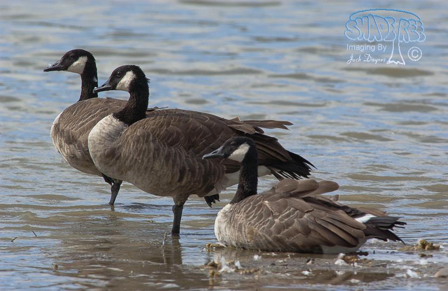 Canada Goose - Branta canadensis