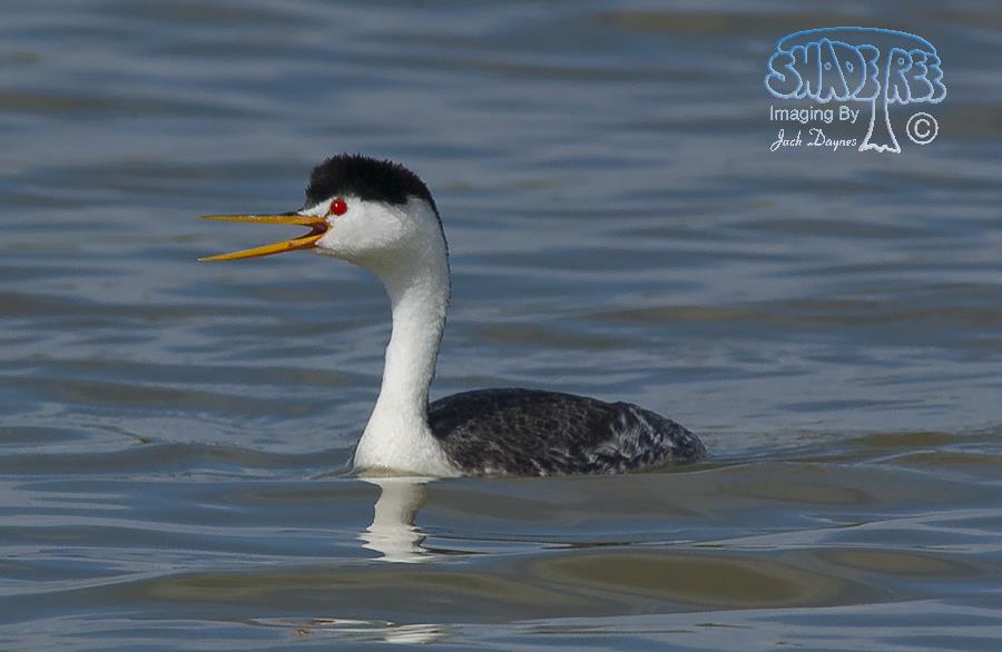 Clark's Grebe - Aechmophorus clarkii