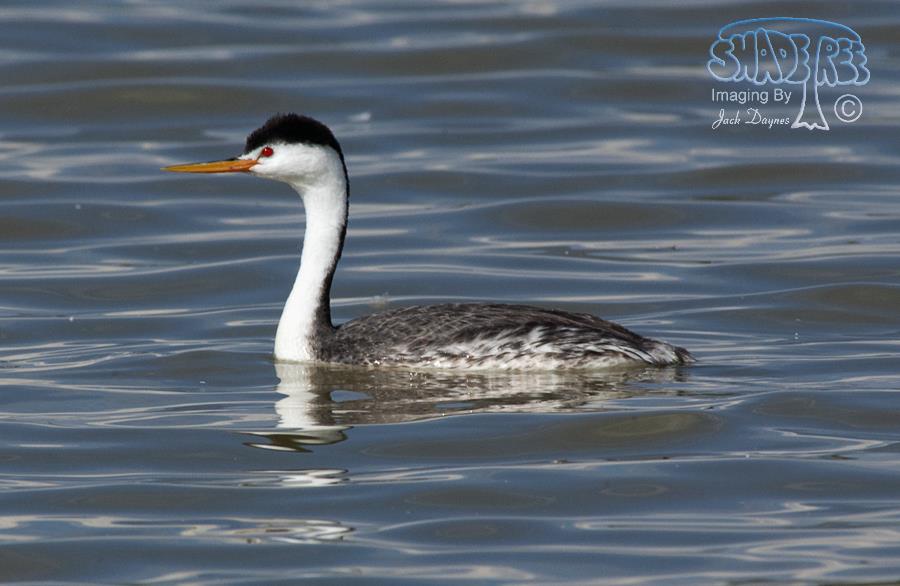 Clark's Grebe - Aechmophorus clarkii