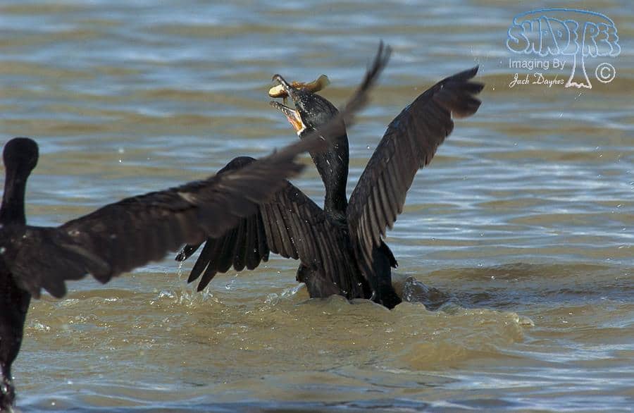 Neotropic Cormorant - Phalacrocorax brasilianus
