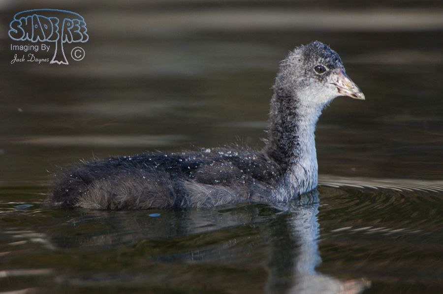 American Coot - Fulica americana