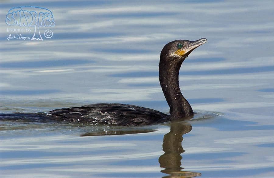 Neotropic Cormorant - Phalacrocorax brasilianus