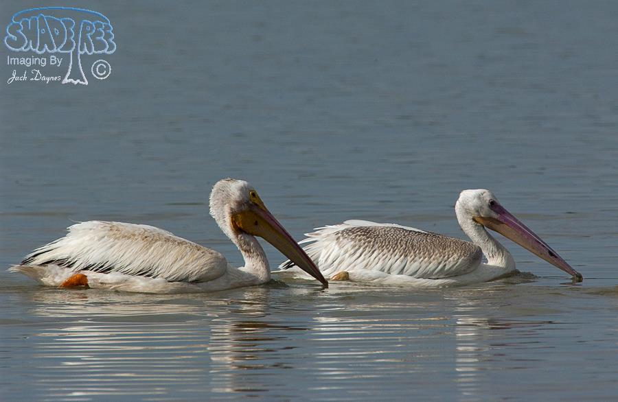 American White Pelican - Pelecanus erythrorhynchos