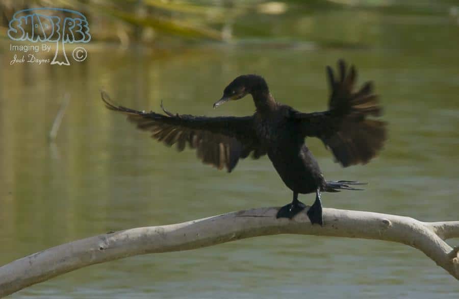 Neotropic Cormorant - Phalacrocorax brasilianus