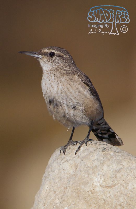 Rock Wren - Salpinctes obsoletus