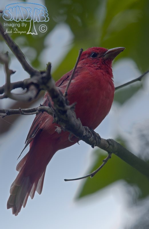 Summer Tanager - Piranga rubra
