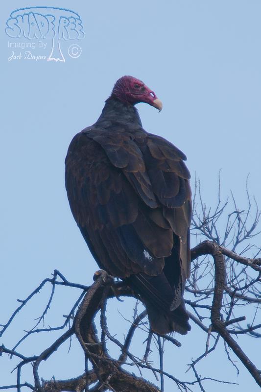 Turkey Vulture - Cathartes aura