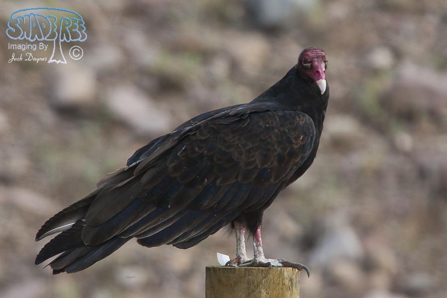 Turkey Vulture - Cathartes aura