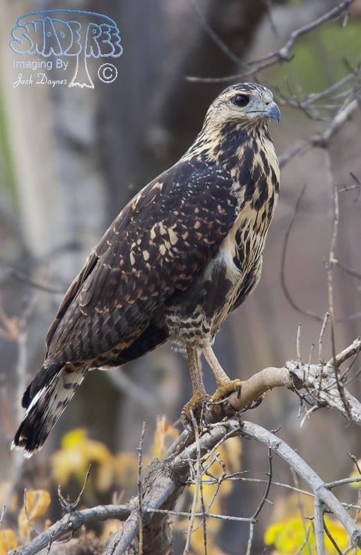 Common Black-Hawk - Buteogallus anthracinus