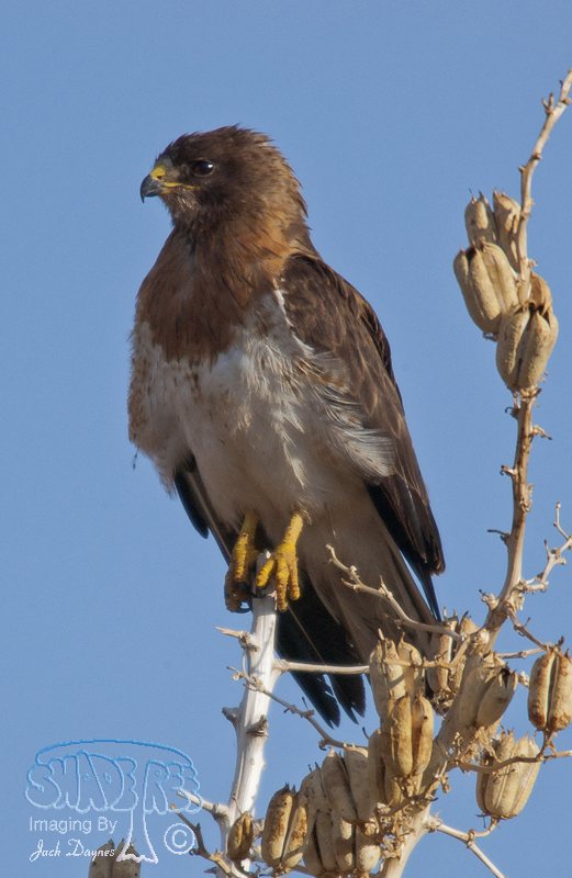 Swainson's Hawk - Buteo swainsoni