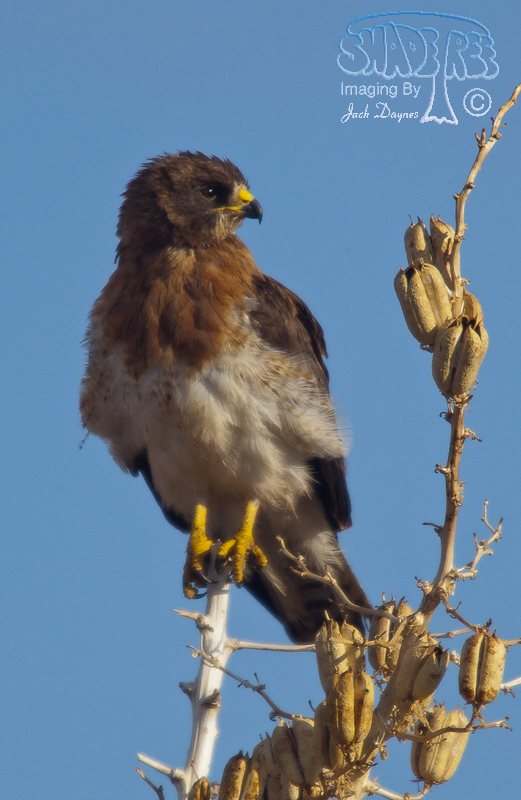 Swainson's Hawk - Buteo swainsoni