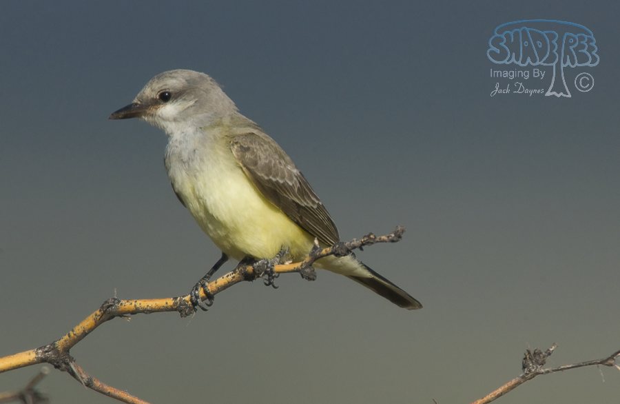 Western Kingbird - Tyrannus verticalis