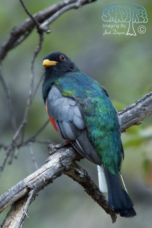 Elegant Trogon - Trogon elegans