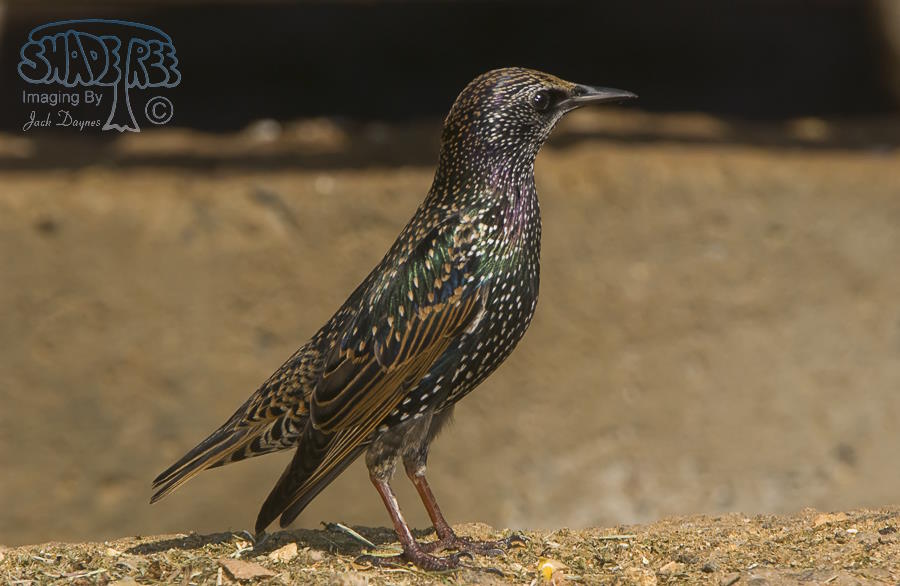 European Starling - Sturnus vulgaris