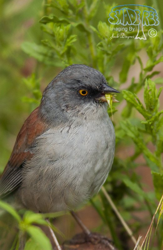 Yellow-Eyed Junco - Junco phaeonotus