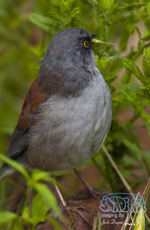 Yellow-eyed Junco - Junco phaeonotus