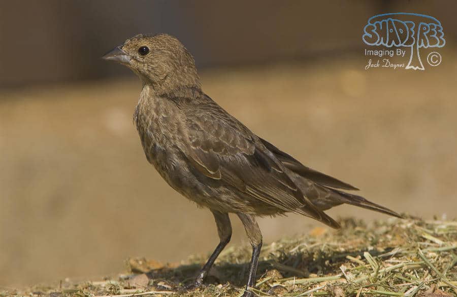Brown-headed Cowbird - Molothrus ater