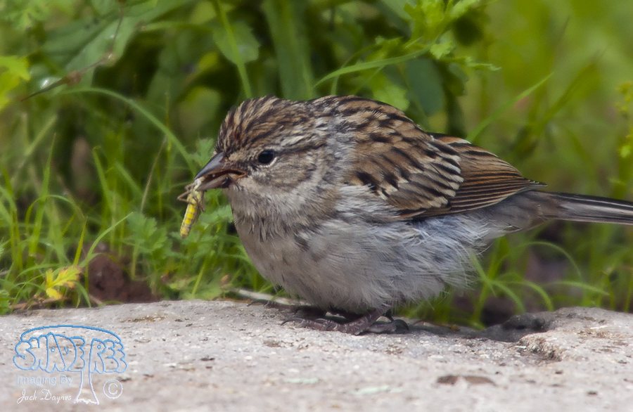 Chipping Sparrow - Spizella passerina